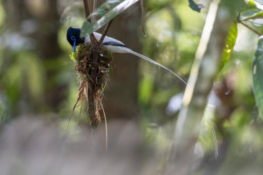 Asya Cennet Sinekkapanı (Terpsifon paradisi), uzun beyaz kuyruk tüyleri ve canlı mavi göz halkası göstererek, tropikal ormandaki yuvasına bakar..
