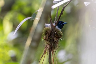 Asya Cennet Sinekkapanı (Terpsifon paradisi), uzun beyaz kuyruk tüyleri ve canlı mavi göz halkası göstererek, tropikal ormandaki yuvasına bakar..