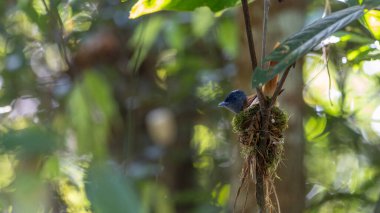 Asya Cennet Sinekkapanı (Terpsifon paradisi), uzun beyaz kuyruk tüyleri ve canlı mavi göz halkası göstererek, tropikal ormandaki yuvasına bakar..