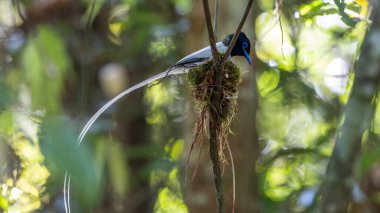 Asya Cennet Sinekkapanı (Terpsifon paradisi), uzun beyaz kuyruk tüyleri ve canlı mavi göz halkası göstererek, tropikal ormandaki yuvasına bakar..