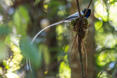 Asya Cennet Sinekkapanı (Terpsifon paradisi), uzun beyaz kuyruk tüyleri ve canlı mavi göz halkası göstererek, tropikal ormandaki yuvasına bakar..