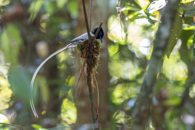 Asya Cennet Sinekkapanı (Terpsifon paradisi), uzun beyaz kuyruk tüyleri ve canlı mavi göz halkası göstererek, tropikal ormandaki yuvasına bakar..