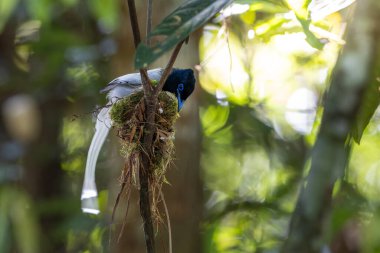 Asya Cennet Sinekkapanı (Terpsifon paradisi), uzun beyaz kuyruk tüyleri ve canlı mavi göz halkası göstererek, tropikal ormandaki yuvasına bakar..