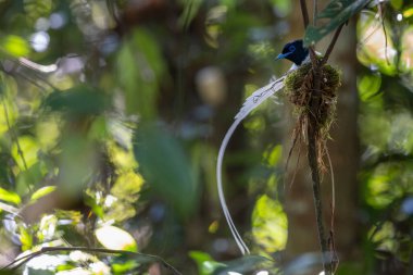 Asya Cennet Sinekkapanı (Terpsifon paradisi), uzun beyaz kuyruk tüyleri ve canlı mavi göz halkası göstererek, tropikal ormandaki yuvasına bakar..