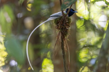 Asya Cennet Sinekkapanı (Terpsifon paradisi), uzun beyaz kuyruk tüyleri ve canlı mavi göz halkası göstererek, tropikal ormandaki yuvasına bakar..