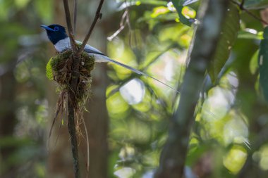 Asya Cennet Sinekkapanı (Terpsifon paradisi), uzun beyaz kuyruk tüyleri ve canlı mavi göz halkası göstererek, tropikal ormandaki yuvasına bakar..