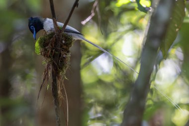 Asya Cennet Sinekkapanı (Terpsifon paradisi), uzun beyaz kuyruk tüyleri ve canlı mavi göz halkası göstererek, tropikal ormandaki yuvasına bakar..