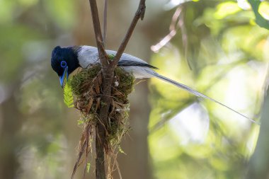 Asya Cennet Sinekkapanı (Terpsifon paradisi), uzun beyaz kuyruk tüyleri ve canlı mavi göz halkası göstererek, tropikal ormandaki yuvasına bakar..