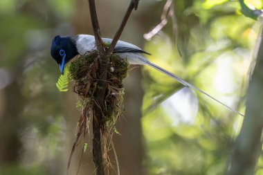 Asya Cennet Sinekkapanı (Terpsifon paradisi), uzun beyaz kuyruk tüyleri ve canlı mavi göz halkası göstererek, tropikal ormandaki yuvasına bakar..