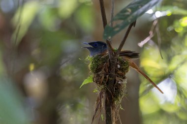 Asya Cennet Sinekkapanı (Terpsifon paradisi), uzun beyaz kuyruk tüyleri ve canlı mavi göz halkası göstererek, tropikal ormandaki yuvasına bakar..