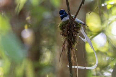 Asya Cennet Sinekkapanı (Terpsifon paradisi), uzun beyaz kuyruk tüyleri ve canlı mavi göz halkası göstererek, tropikal ormandaki yuvasına bakar..