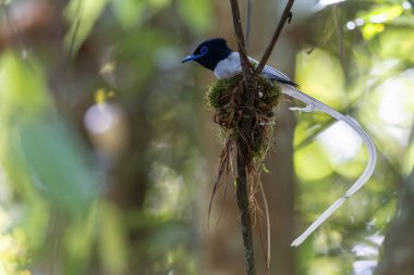 Asya Cennet Sinekkapanı (Terpsifon paradisi), uzun beyaz kuyruk tüyleri ve canlı mavi göz halkası göstererek, tropikal ormandaki yuvasına bakar..