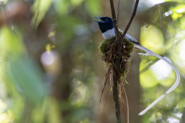 Asya Cennet Sinekkapanı (Terpsifon paradisi), uzun beyaz kuyruk tüyleri ve canlı mavi göz halkası göstererek, tropikal ormandaki yuvasına bakar..