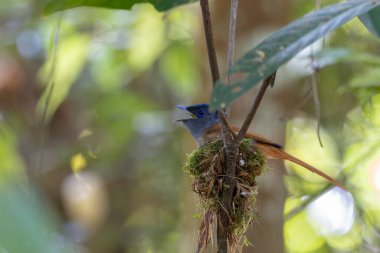Asya Cennet Sinekkapanı (Terpsifon paradisi), uzun beyaz kuyruk tüyleri ve canlı mavi göz halkası göstererek, tropikal ormandaki yuvasına bakar..