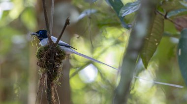 Asya Cennet Sinekkapanı (Terpsifon paradisi), uzun beyaz kuyruk tüyleri ve canlı mavi göz halkası göstererek, tropikal ormandaki yuvasına bakar..