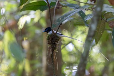 Asya Cennet Sinekkapanı (Terpsifon paradisi), uzun beyaz kuyruk tüyleri ve canlı mavi göz halkası göstererek, tropikal ormandaki yuvasına bakar..