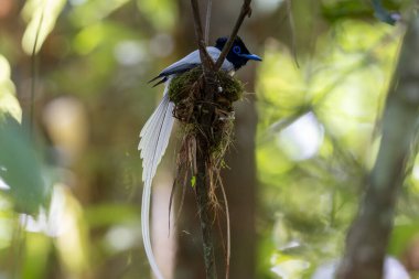 Asya Cennet Sinekkapanı (Terpsifon paradisi), uzun beyaz kuyruk tüyleri ve canlı mavi göz halkası göstererek, tropikal ormandaki yuvasına bakar..