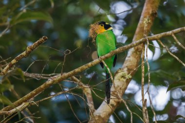 Parlak renkli uzun kuyruklu geniş gagalı siyah başlı, sarı boğazlı ve yeşil sırtlı, gagasında bir böcek olan bir dala tünemiş.