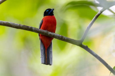 Ağaç dallarına tüneyen Scarlet-rumped trogon 'un (Harpactes duvaucelii) doğa görüntüsü