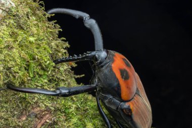 Marco 'nun Dev Palmiye Buğdayının Görüntüsü