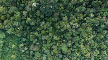 Tropikal yağmur ormanlarının hava manzarası güzel doğa manzarası. Sabah, Borneo 'da sık yağmur ormanlarıyla dolu yemyeşil bir orman.