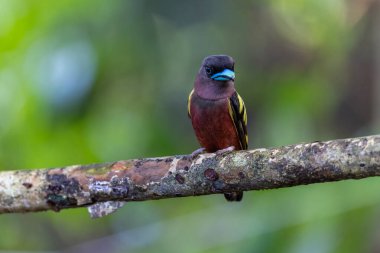 Yayın gagalı kuşunun ağaç dalına tünediği doğal yaşam görüntüsü.