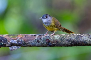 Sarı karınlı Bulbul (Alophoixus phaeocephalus), tropikal ormanda bir dala tünemiş Asyalı ötücü bir kuş..