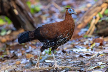 Lophura ignita olarak bilinen muhteşem Bornean Tepeli Ateşli Sırtı, Bornean yağmur ormanlarının benekli güneş ışığıyla gurur duyuyor.