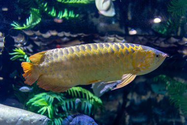 Turuncu yüzgeçli altın arowana balığı ekilmiş bir akvaryumda suyun altında yüzüyor..