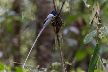 Asya Cennet Sinekkapanı (Terpsifon paradisi), uzun beyaz kuyruk tüyleri ve canlı mavi göz halkası göstererek, tropikal ormandaki yuvasına bakar..