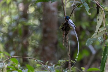 Asya Cennet Sinekkapanı (Terpsifon paradisi), uzun beyaz kuyruk tüyleri ve canlı mavi göz halkası göstererek, tropikal ormandaki yuvasına bakar..