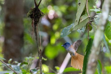 Asya Cennet Sinekkapanı (Terpsifon paradisi), uzun beyaz kuyruk tüyleri ve canlı mavi göz halkası göstererek, tropikal ormandaki yuvasına bakar..