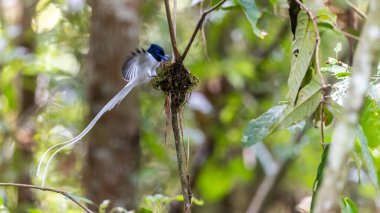 Asya Cennet Sinekkapanı (Terpsifon paradisi), uzun beyaz kuyruk tüyleri ve canlı mavi göz halkası göstererek, tropikal ormandaki yuvasına bakar..