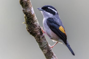Beyaz kaşlı Shrike-geveze dalda tünemiş tüylerini sergiliyor.