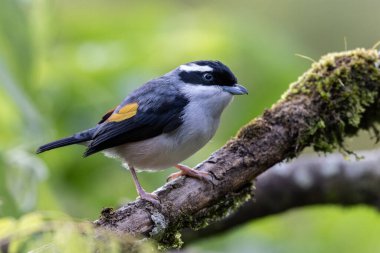 Beyaz kaşlı Shrike-geveze dalda tünemiş tüylerini sergiliyor.