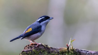 Beyaz kaşlı Shrike-geveze dalda tünemiş tüylerini sergiliyor.