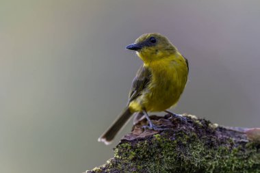 Lophura ignita olarak bilinen muhteşem Bornean Tepeli Ateşli Sırtı, Bornean yağmur ormanlarının benekli güneş ışığıyla gurur duyuyor.