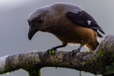 Borneo Adası 'na özgü olarak bilinen Bornean Treepie (Dendrocitta Cinerascen) adlı güzel bir kuşun doğa görüntüsü.