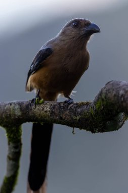 Borneo Adası 'na özgü olarak bilinen Bornean Treepie (Dendrocitta Cinerascen) adlı güzel bir kuşun doğa görüntüsü..