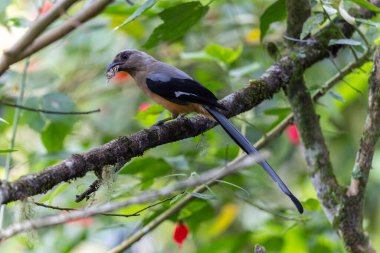 Borneo Adası 'na özgü olarak bilinen Bornean Treepie (Dendrocitta Cinerascen) adlı güzel bir kuşun doğa görüntüsü.