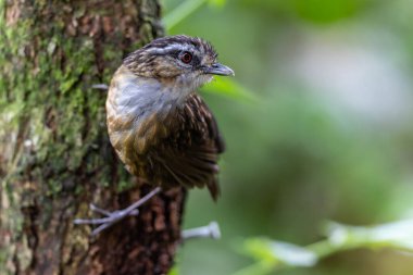 Sabah, Borneo 'da çekilmiş Wren Dağı' nın doğa görüntüsü.