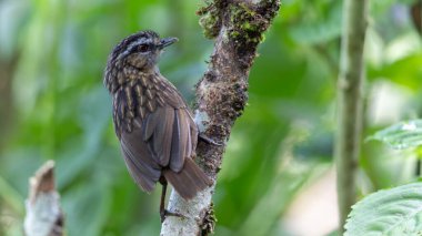 Sabah, Borneo 'da çekilmiş Wren Dağı' nın doğa görüntüsü.