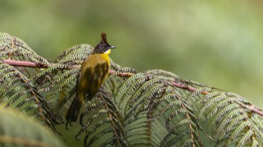 Bornean Bulbul 'un doğa kuş türü ağaç dalına tünemiş.