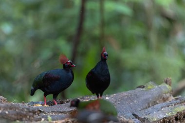 Tepeli Partridge (Rollulus rouloul) orman zemininde yiyecek arıyor. Güneydoğu Asya 'da yetişen kuş, kırmızı arması, yanardöner tüyleri ve tohum dağıtıcı rolü ile tanınır.