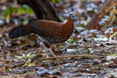 Lophura ignita olarak bilinen muhteşem Bornean Tepeli Ateşli Sırtı, Bornean yağmur ormanlarının benekli güneş ışığıyla gurur duyuyor.
