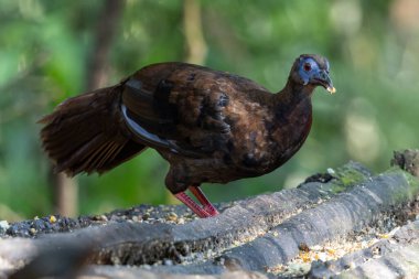 Borneo tropikal yağmur ormanlarında yetişkin Bulwers Sülünü (Lophura bulweri).