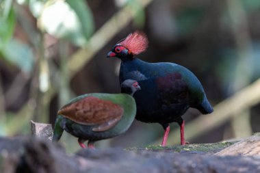 Tepeli Partridge (Rollulus rouloul) orman zemininde yiyecek arıyor. Güneydoğu Asya 'da yetişen kuş, kırmızı arması, yanardöner tüyleri ve tohum dağıtıcı rolü ile tanınır.