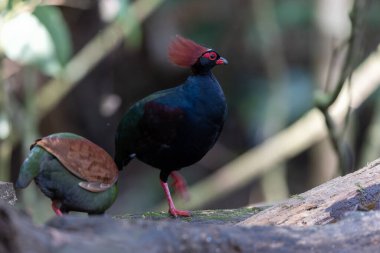 Tepeli Partridge (Rollulus rouloul) orman zemininde yiyecek arıyor. Güneydoğu Asya 'da yetişen kuş, kırmızı arması, yanardöner tüyleri ve tohum dağıtıcı rolü ile tanınır.