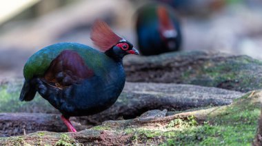 Tepeli Partridge (Rollulus rouloul) orman zemininde yiyecek arıyor. Güneydoğu Asya 'da yetişen kuş, kırmızı arması, yanardöner tüyleri ve tohum dağıtıcı rolü ile tanınır.