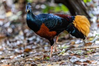 Lophura ignita olarak bilinen muhteşem Bornean Tepeli Ateşli Sırtı, Bornean yağmur ormanlarının benekli güneş ışığıyla gurur duyuyor.